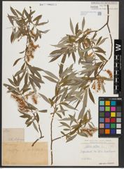 Foto von Salix alba L.